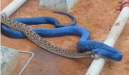 蛇的视频,视频揭秘蛇的神秘生活